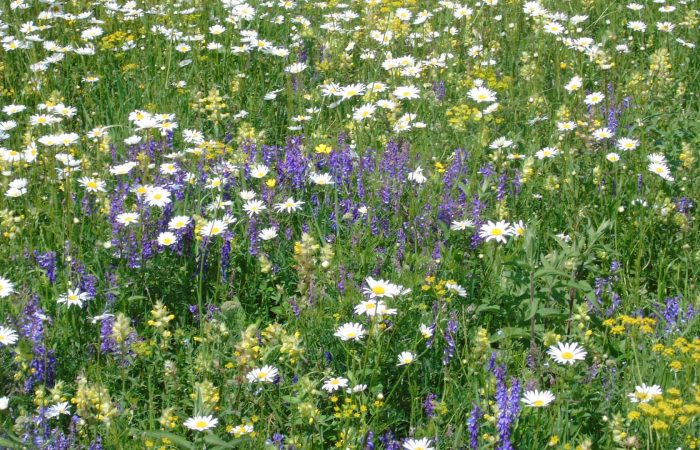 Trip from Tbilisi to Lagodekhi