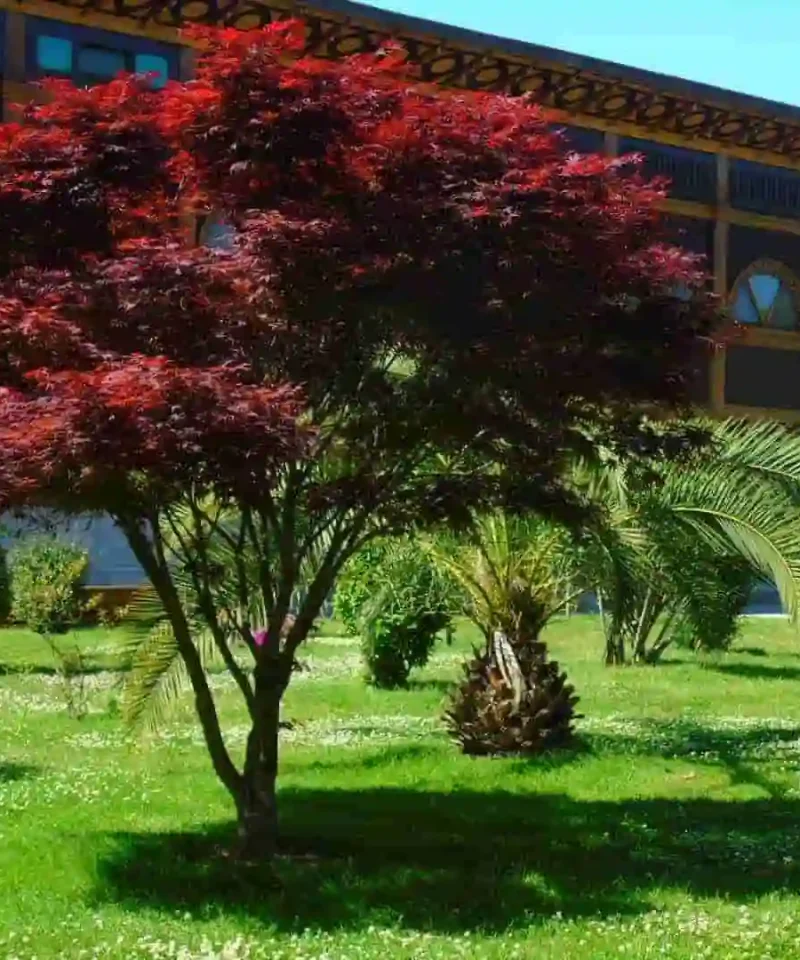 Scenic red maples - Tour around Batumi Gonio