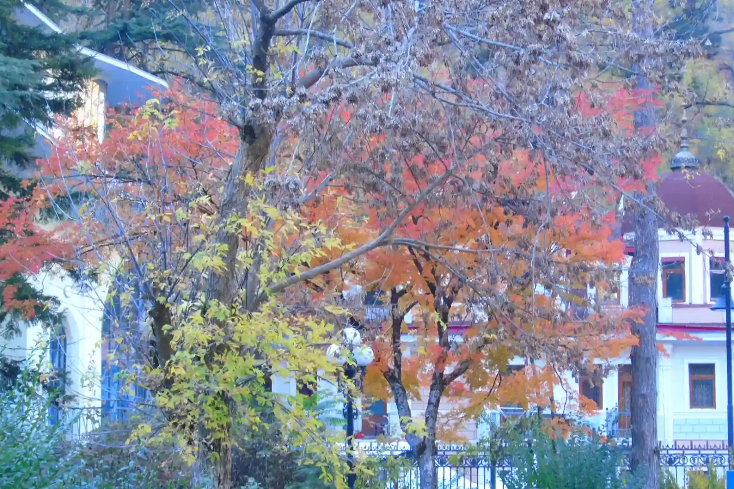 Decorative maple trees near the White House in Borjomi