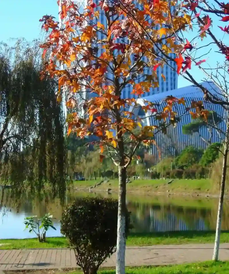 Batumi Center, Central Park lake views