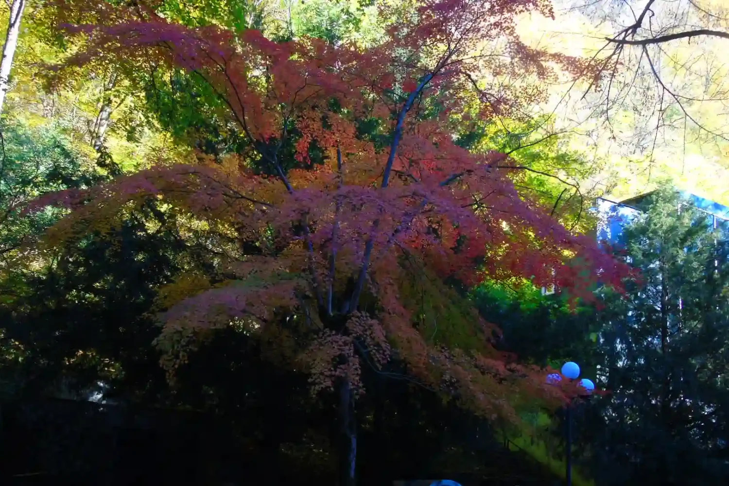 Red Japanese maple trees in Borjomi Central Park