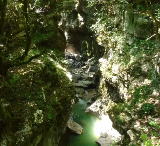 Moss-covered rocks and lush vegetation over the river in Martvili Canyon