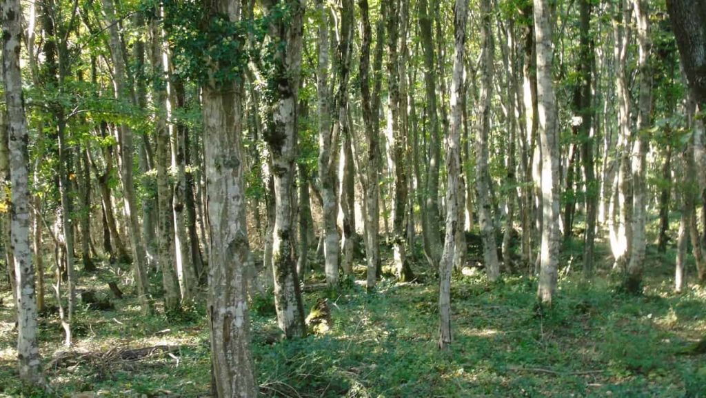 Colchian forest on our Tour to Sataplia from Batumi