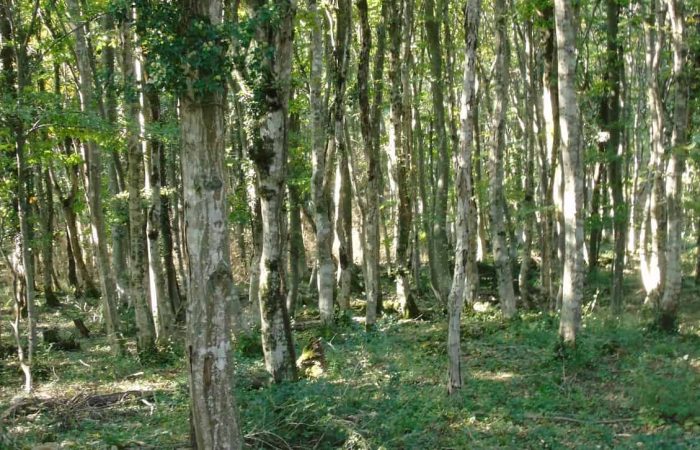 Colchian forest on our Tour to Sataplia from Batumi