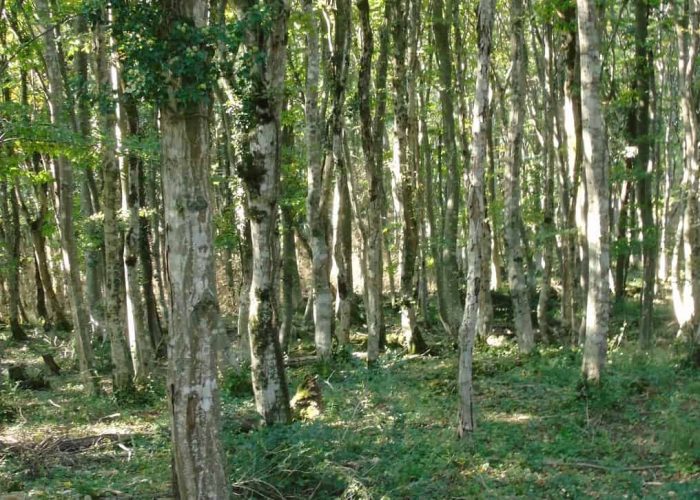 Colchian forest on our Tour to Sataplia from Batumi