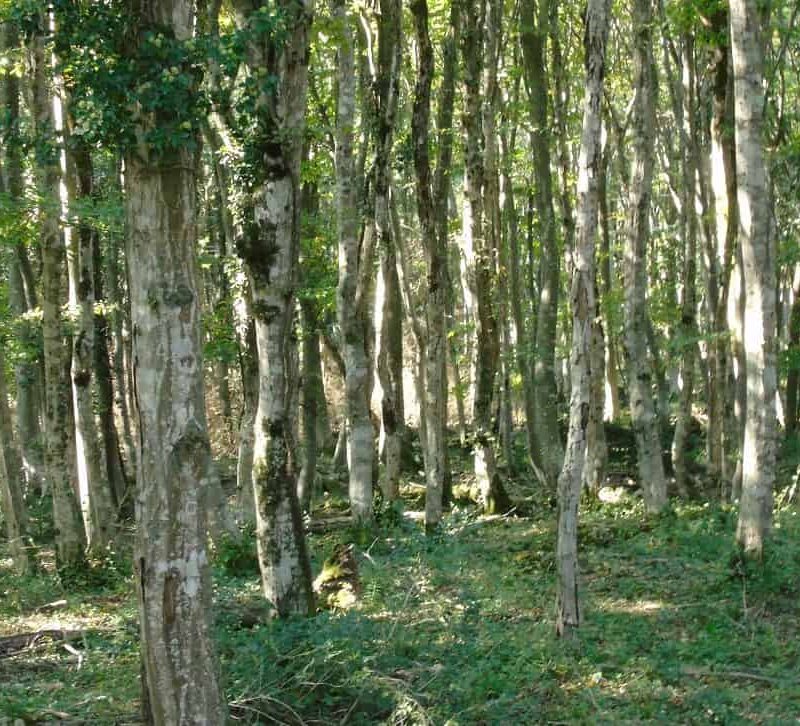 Colchian forest on our Tour to Sataplia from Batumi