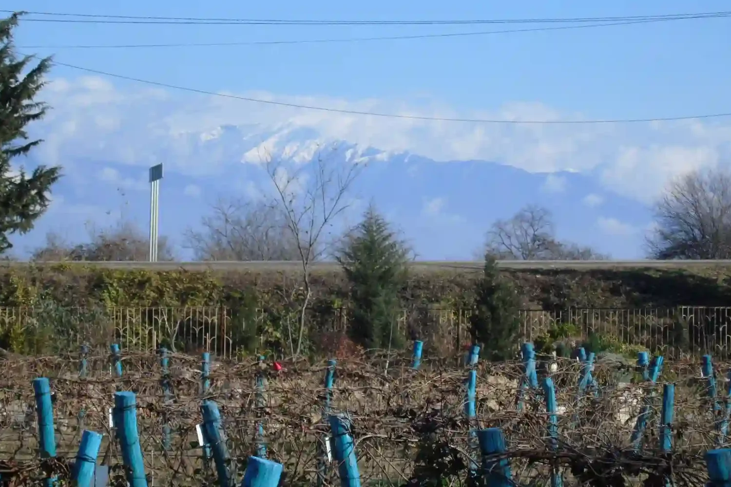 Vineyard views during Day tour to Telavi from Tbilisi