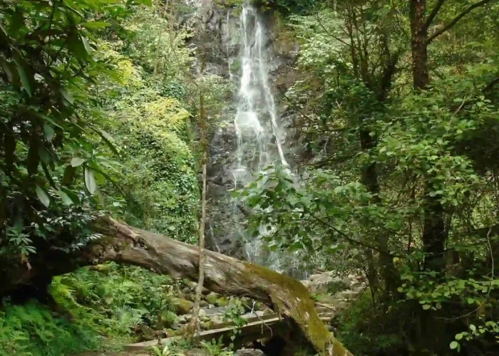 Natural Monument Near Batumi