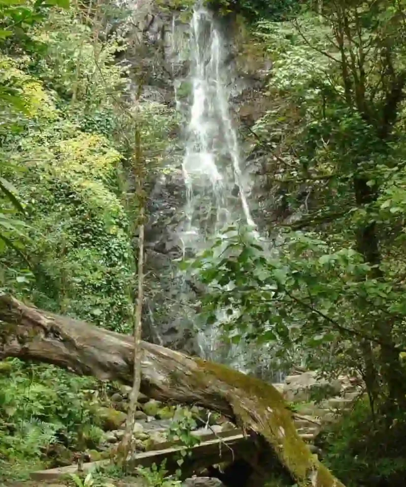 Natural Monument Near Batumi