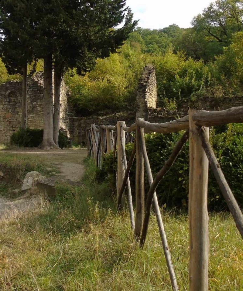 Yard of Ikalto Temple, Large Eucalyptus Tree, Ruins of the Academy Building