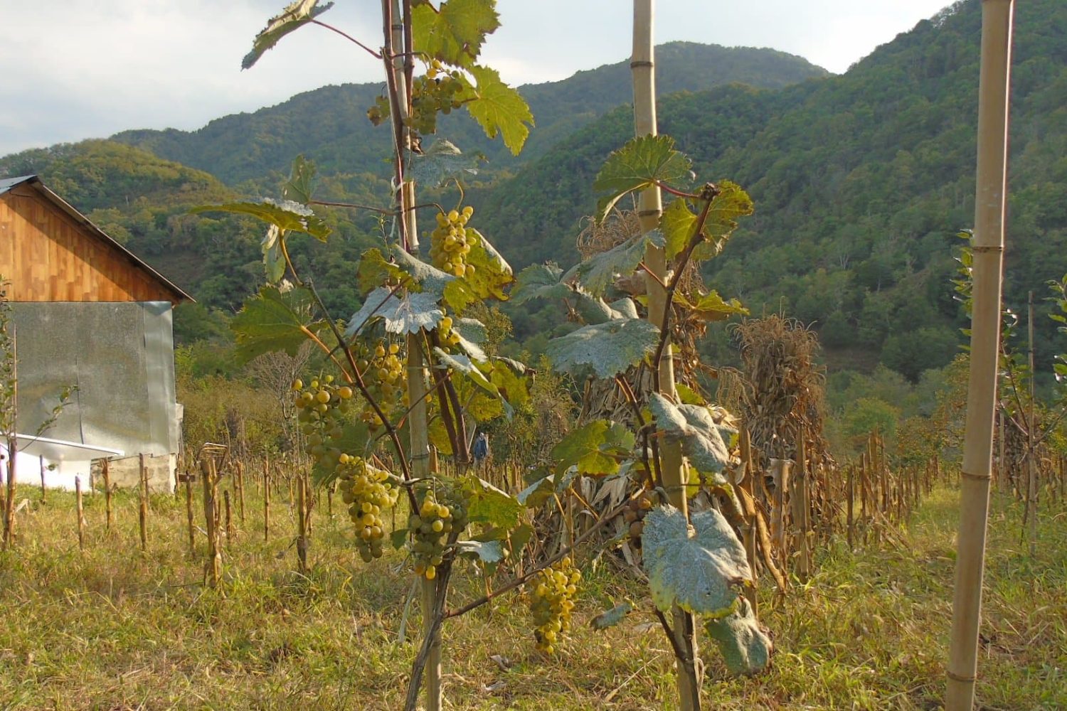 Georgian Vine - Autumn
