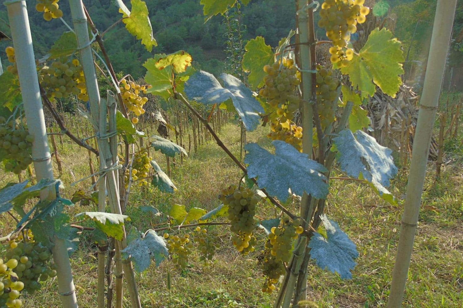 Grape harvest preparation in Vani