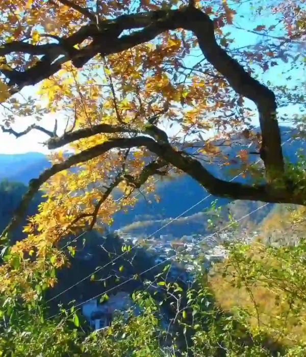 Lush green landscape of Borjomi Gorge in Georgia