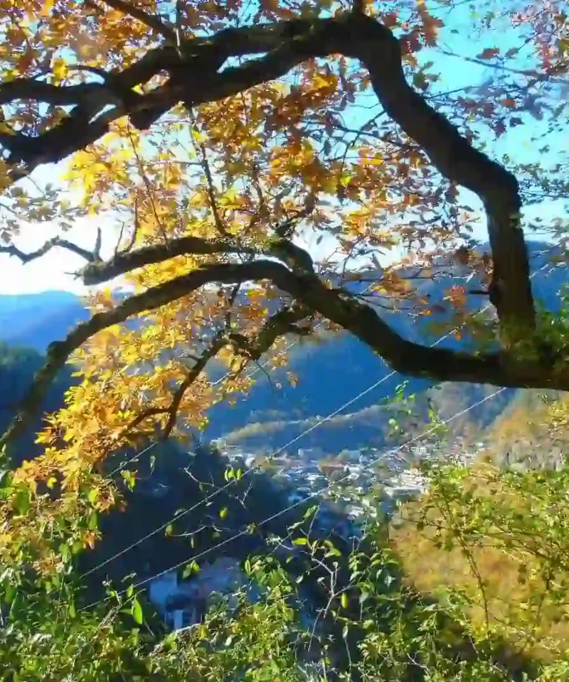 Lush green landscape of Borjomi Gorge in Georgia