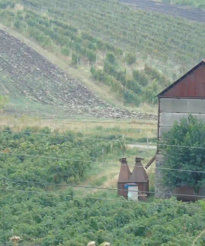 Traditional grape vines and lush vineyards in the Kakheti region of Georgia.